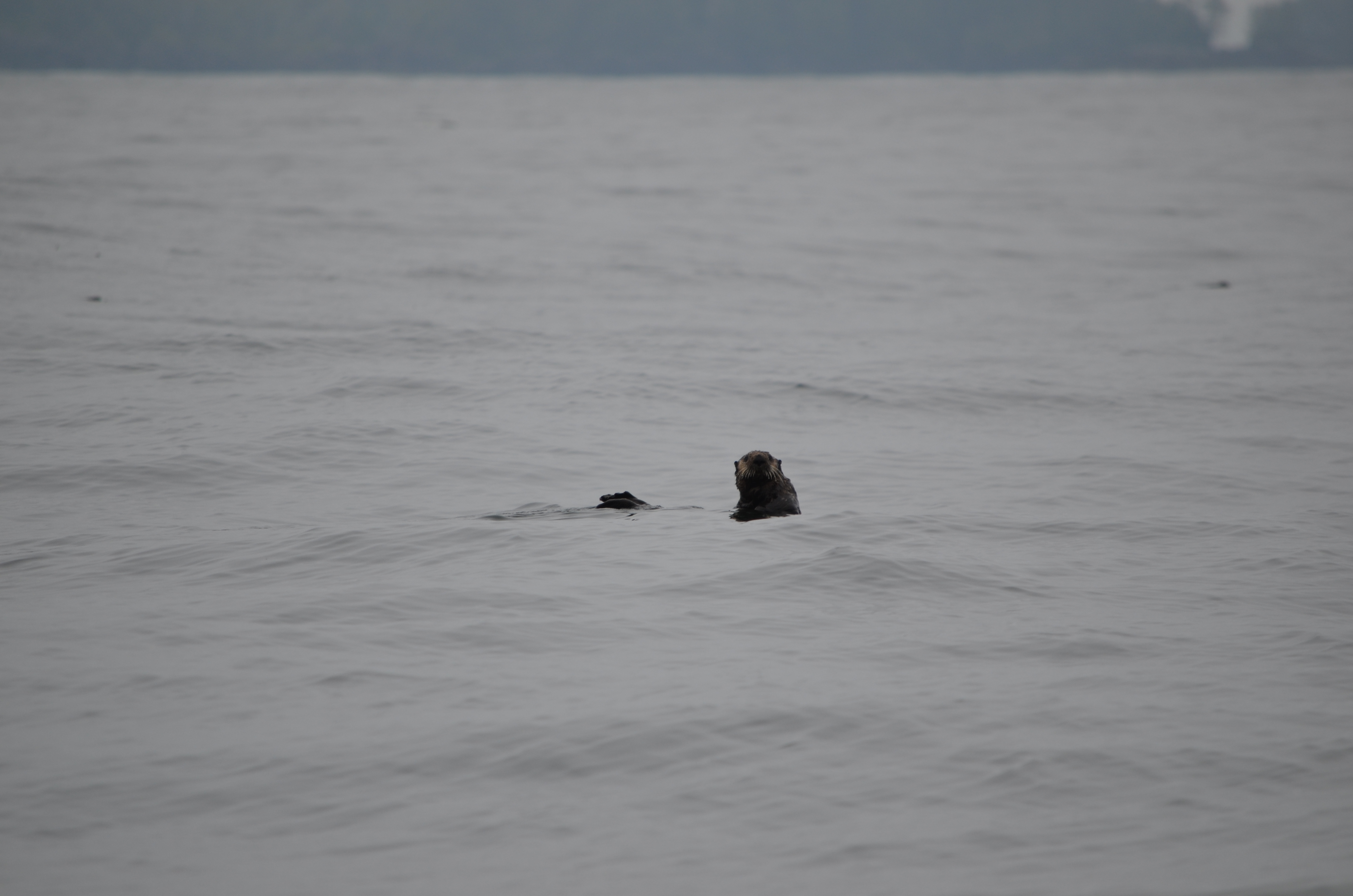 photos/wildlife/Mammal_Species/Sea Otter/DSC_0372.JPG